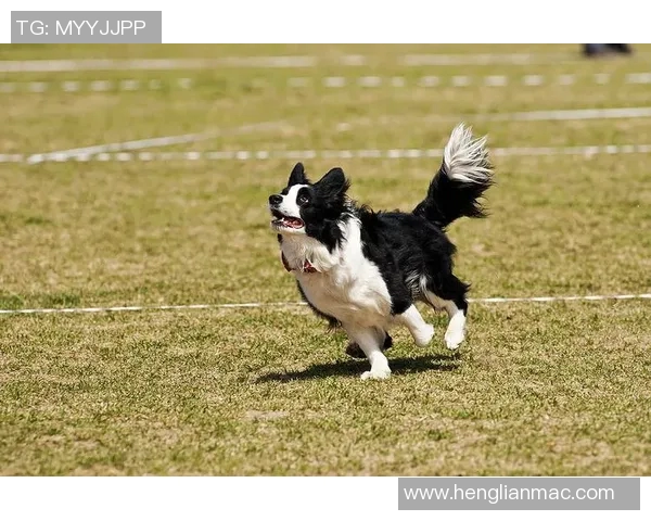 北京飞盘队速度对比深度解析与战术优势探讨